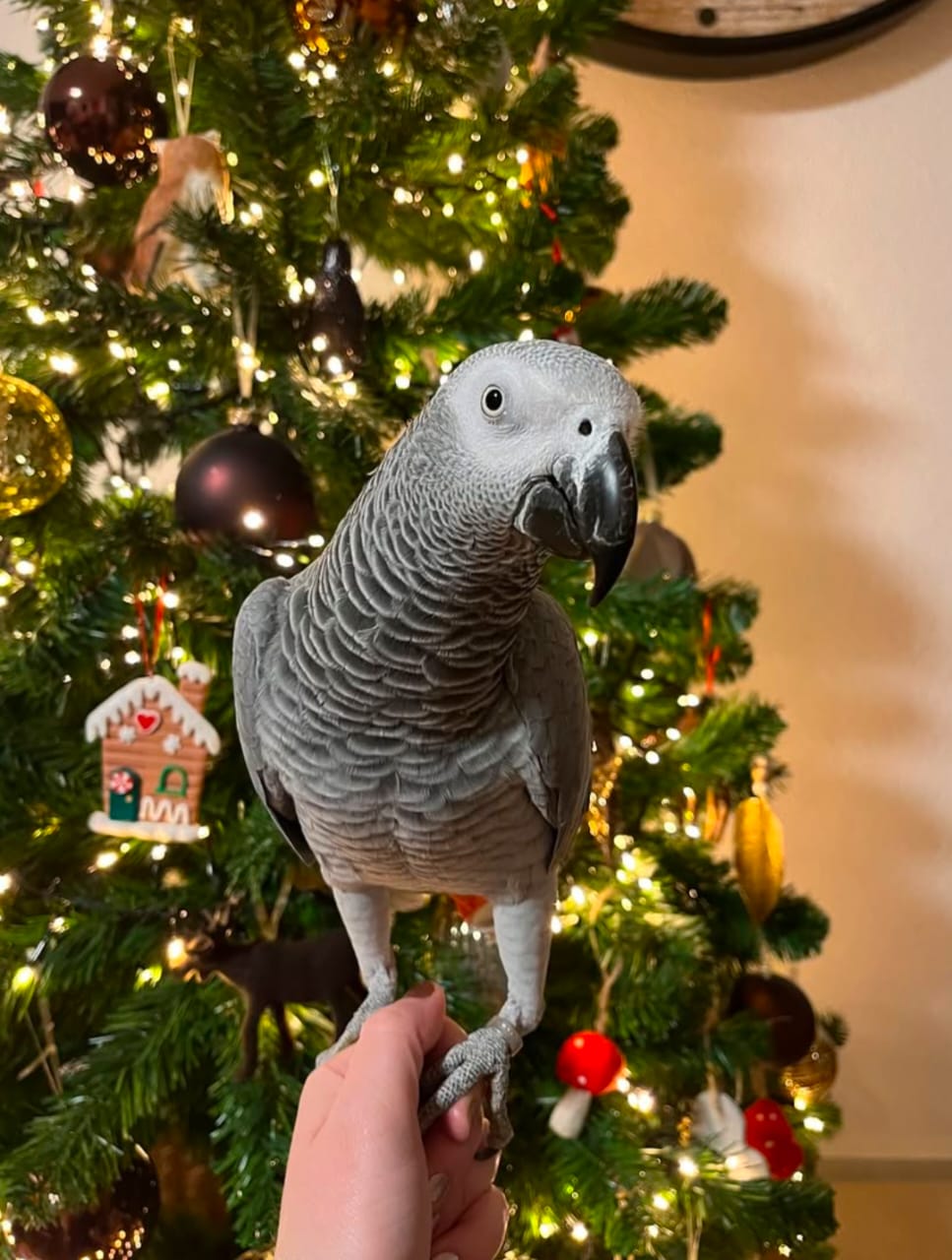 Amara, African Grey parrot