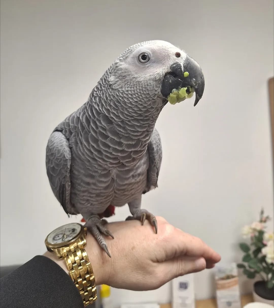 African Grey parrot eating fruit from a keeper's hand