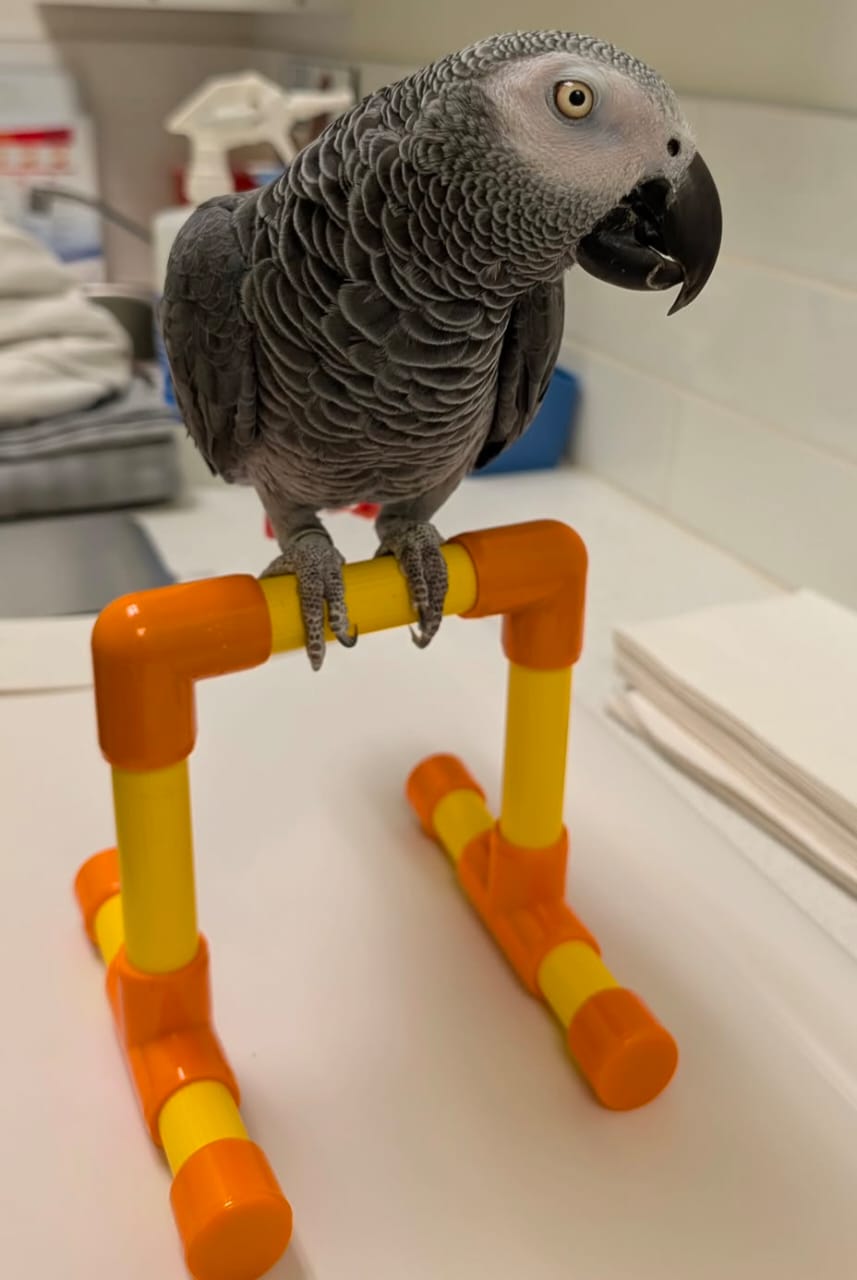 Kofi, African Grey parrot